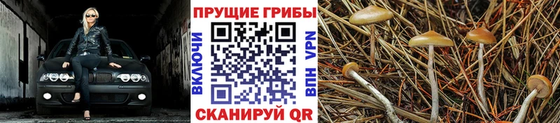 Псилоцибиновые грибы MAGIC MUSHROOMS  Ивантеевка 
